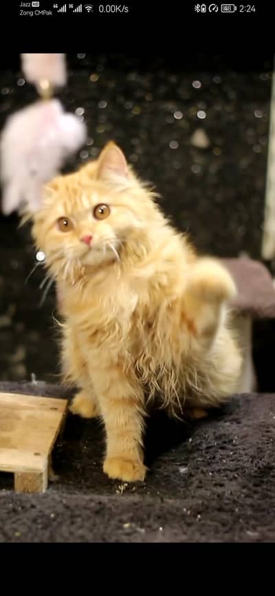 Persian kitten | triple coat | Persian Male cat for sale