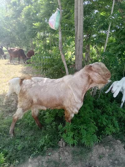 qurbani bakara for selll