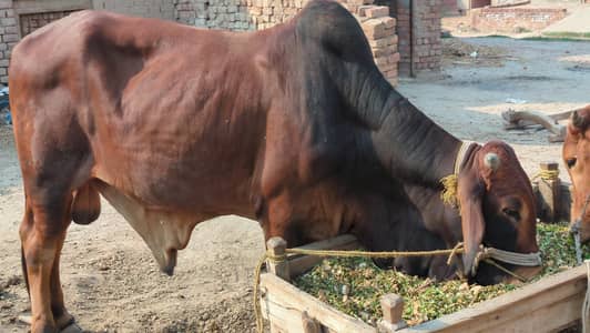 Vacha For Qurbani