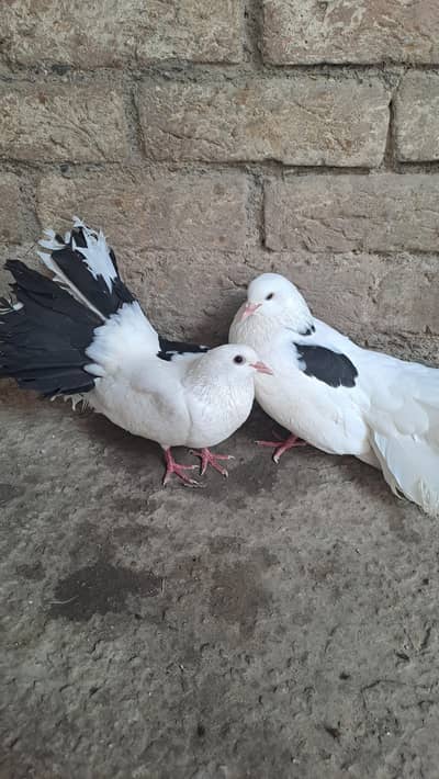 برائے فروخت: لکا کبوتر  کا شاندار جوڑا