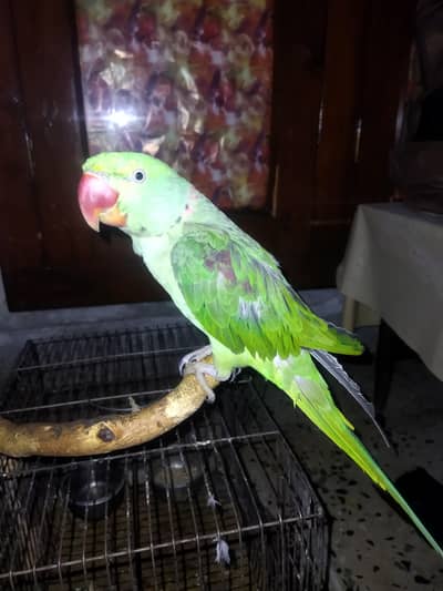 Raw male parrot