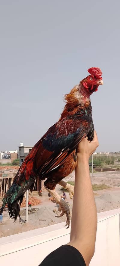 Lakha Available . Vedios Available On Whatsapp