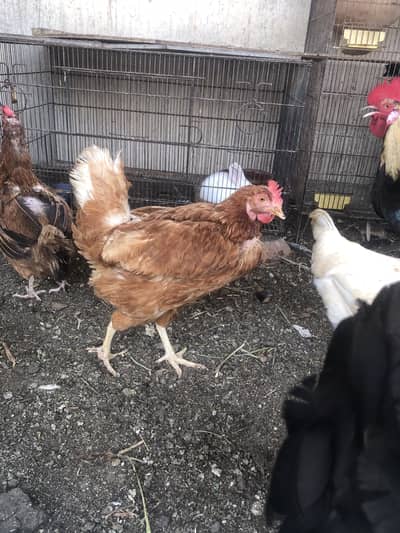 Healthy and active 3 hens