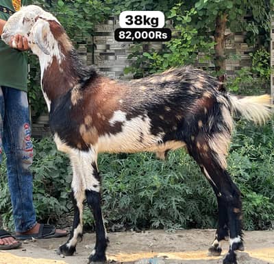 Qurbani Bakry