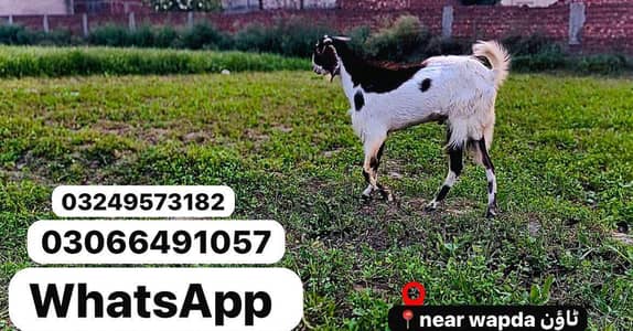 Qurbani Bakry