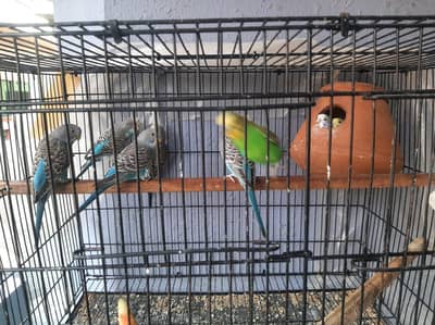 Healthy and active birds