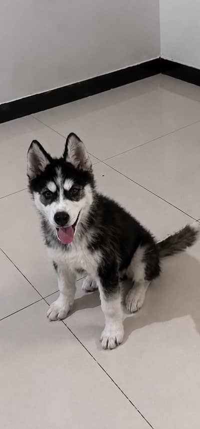 siberian husky top quality