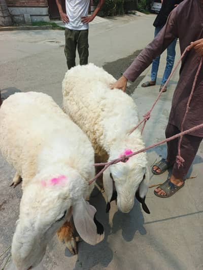 chatra jori