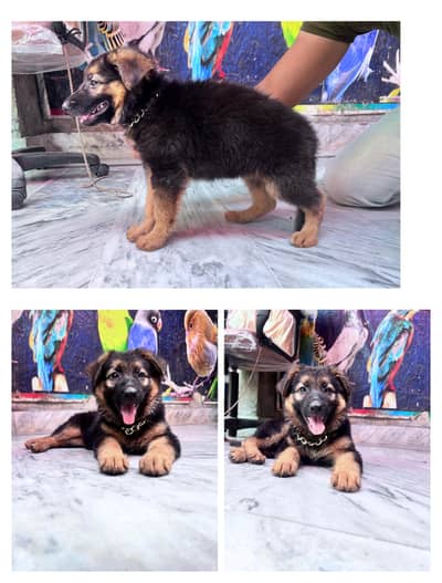 German shepherd puppy -female dog -long cote