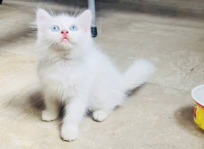 Pure Persian Blue Eyes Kitten
