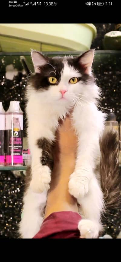 Persian Male Cat | Tripple Coted | Cat For Sale