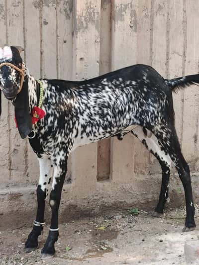 Desi Bakra Maki cheena available for sale