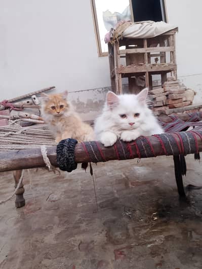 Persian cats