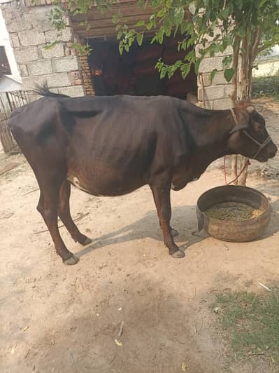 healthy cow for sale