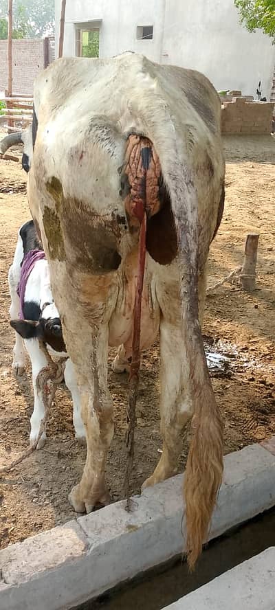 Cross Fresian Cow Just Delivered 17kg Last Lactation