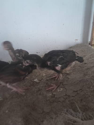 high quality aseel chicks available