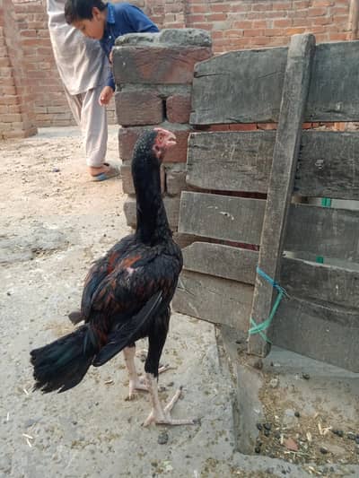 sindhi nasal  cross me