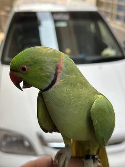 Green parrot  0334//0007172