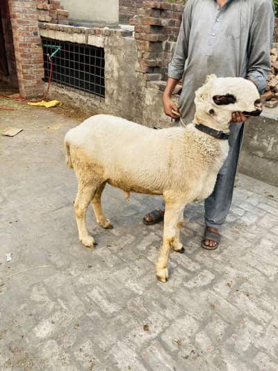 Mundra ghar ka pala