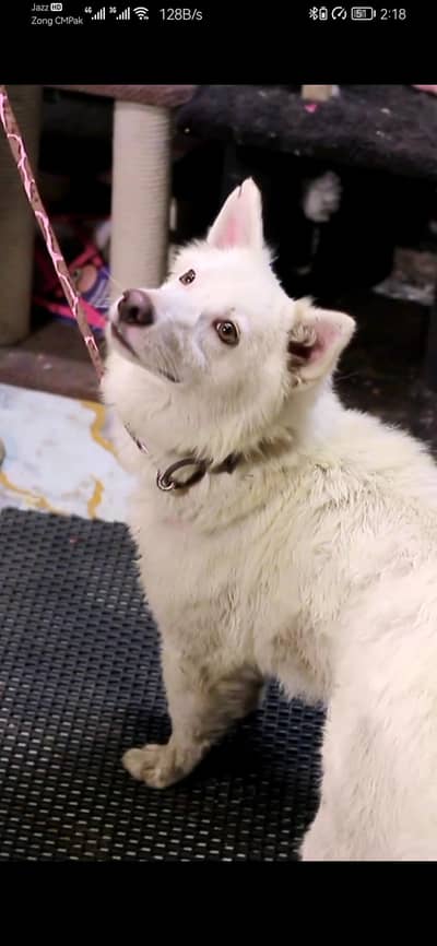 Russian stock Cote| Russian Dog | Long Cote Dog | Dog For Sale