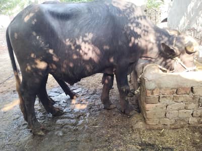 do dant qurbani janwer for sale content 03128003171