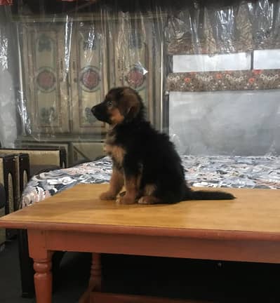 German shepherd puppy - female dog