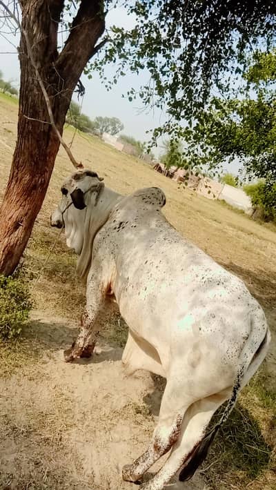 agar kisy Bhai ne llena he to rabta kr le