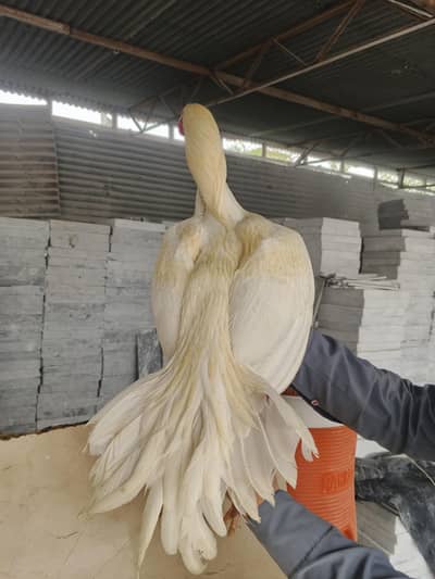 Aseel pepper white murgha