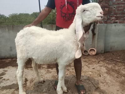 Pure Kajla For Qurbani