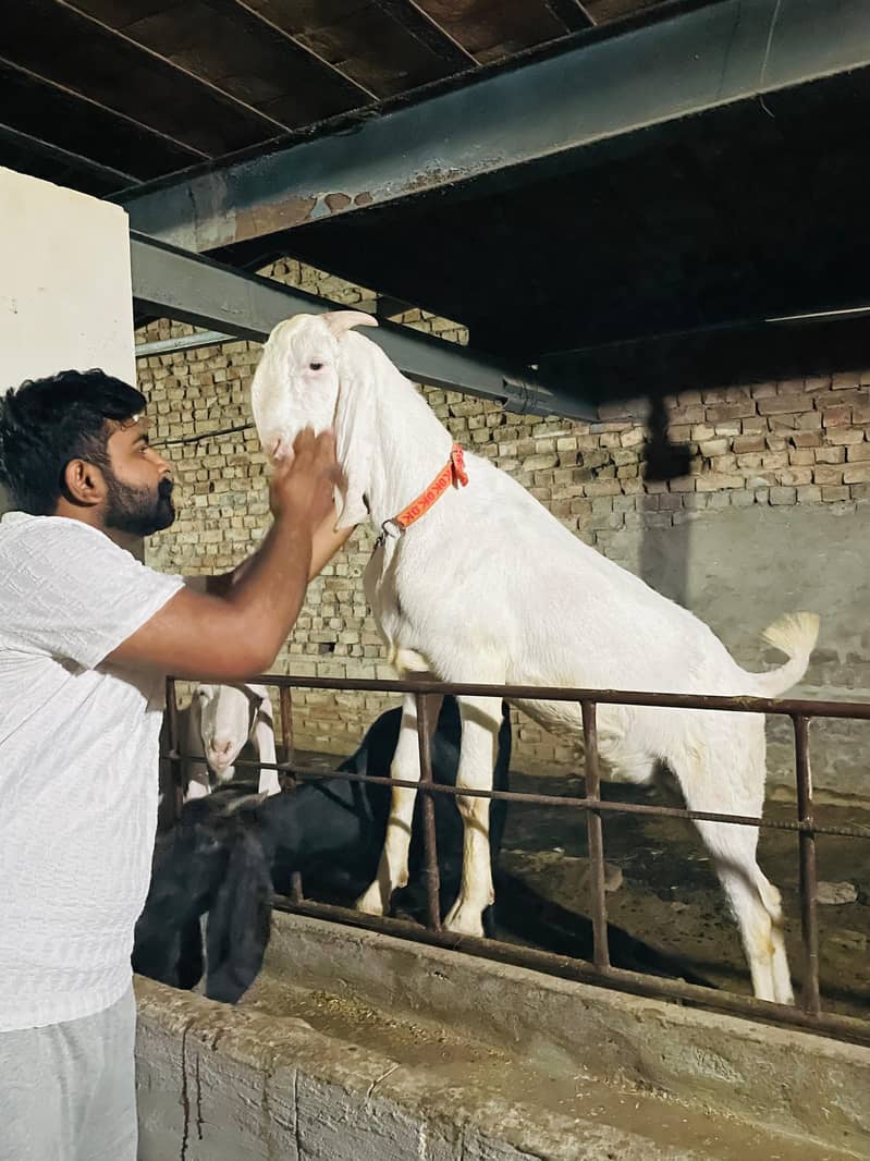 Bakra 0