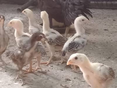 Aseel Chicks shamo cross