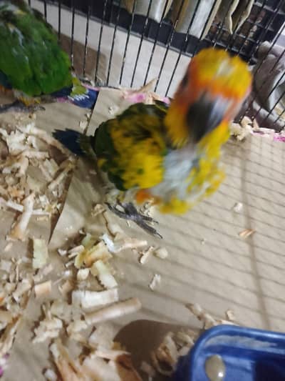 Tamed parrot for sale