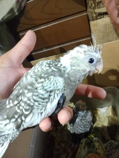 Tamed parrot for sale