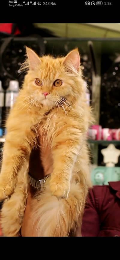 Persian Female Kitten | Tripple Coted | Kitten For Sale