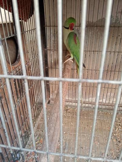 pahadi parrot