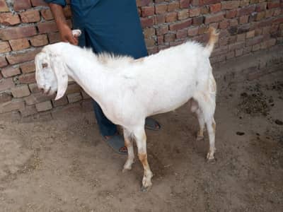 Bakra white  For Sale | Healthy | Heavy Weight | Gojra