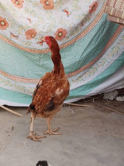 mianwali 2 aseel hens for sale