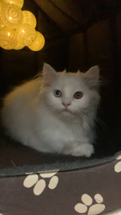 Persian cat for sale