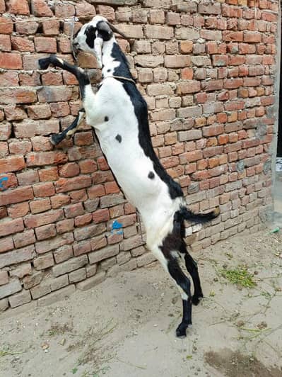 Qurbani k liye donda bakra