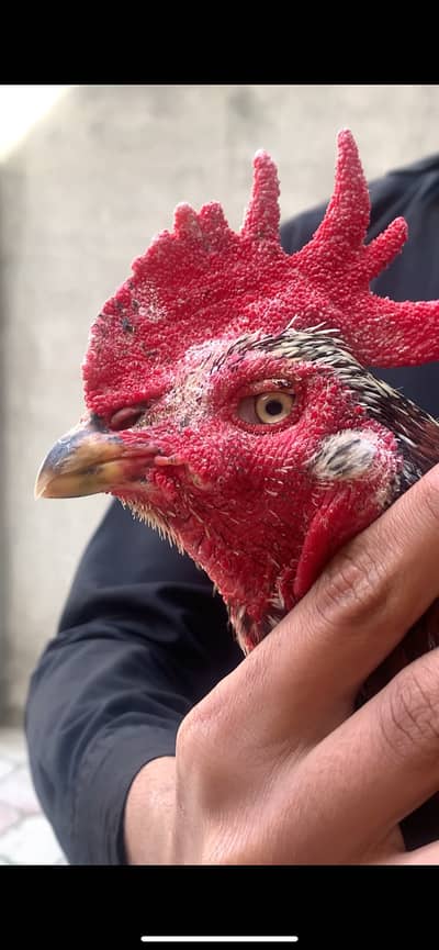 Aseel Bangum breeder pair for sale price 5500 last dead finl price