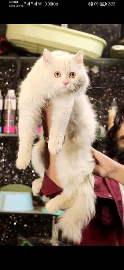 Persian Male Cat | Tripple Coted | Cat For Sale