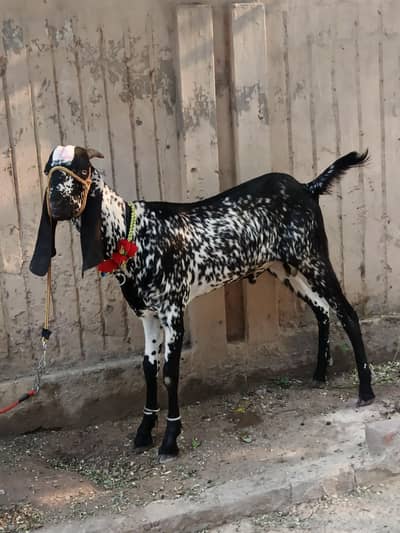 Desi Bakra Maki Cheena available for sale