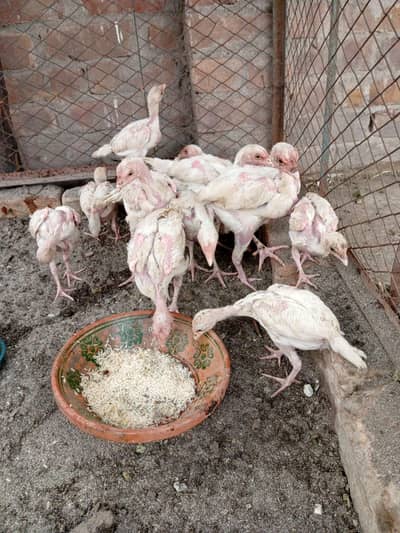 Pure Heera Paper white chicks . . per piece 2500