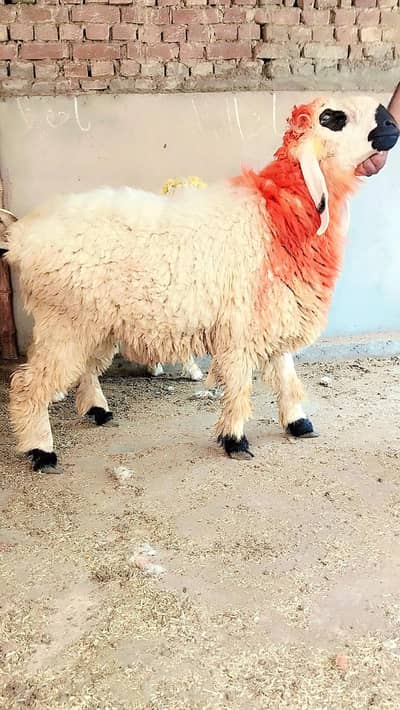 Qurbani K Chatra Bakra For Sale