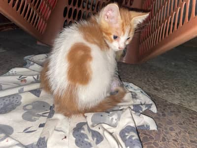 double coat persian 2 cats
