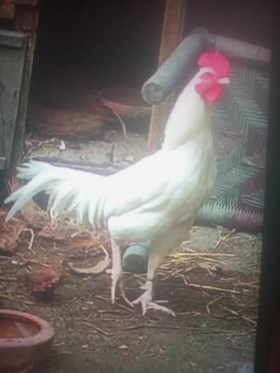 2 white aseel male