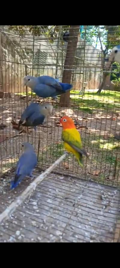 Love Bird Rosicollie For Sale