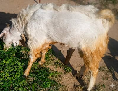 Bakra donda