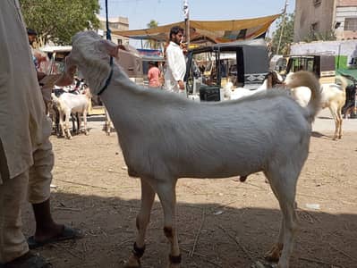 Rajanpuri 2 teeth live weight 60kg