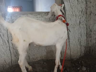 2 Teeth khassi Munda gulabi Bakra For Sale